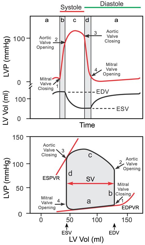 ventricular volume and lvp